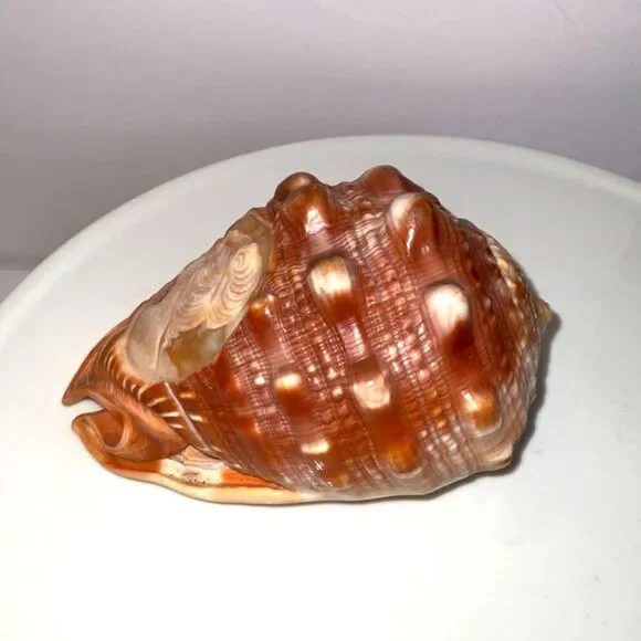 Vintage stunning hand carved cameo conch shell Italy must see - Picture 3 of 5